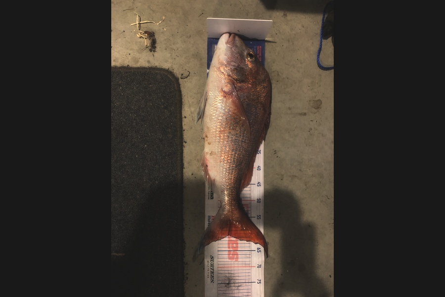 Mark Piskulic caught this 60.0cm Snapper at Northland during The Export NZ Fishing Competition